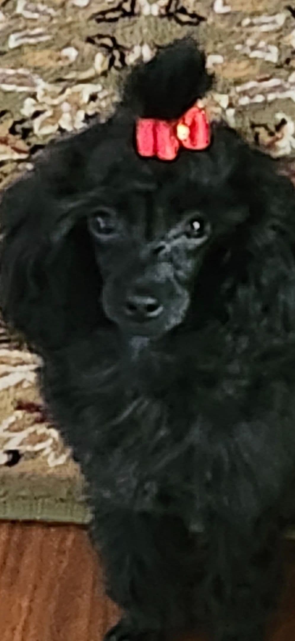 Simply Poodle AKC Toy breeder image 8