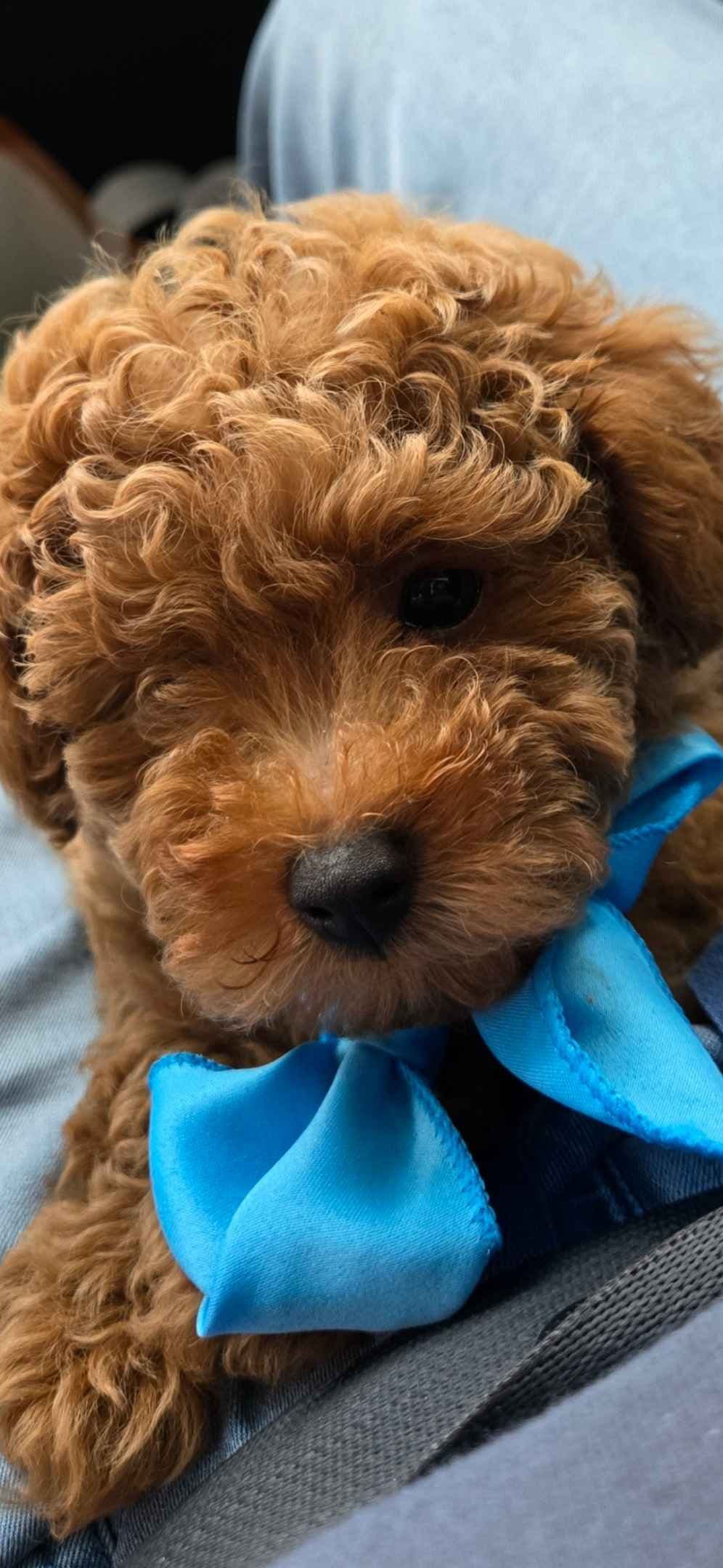 Simply Poodle AKC Toy breeder image 7