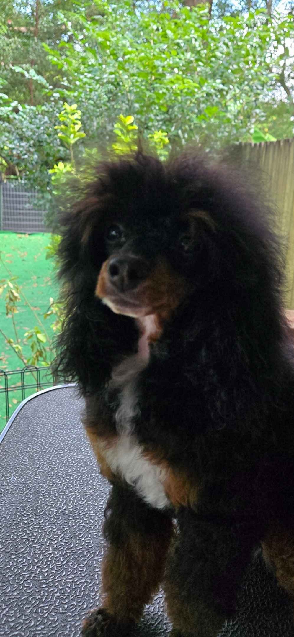 Simply Poodle AKC Toy breeder image 9