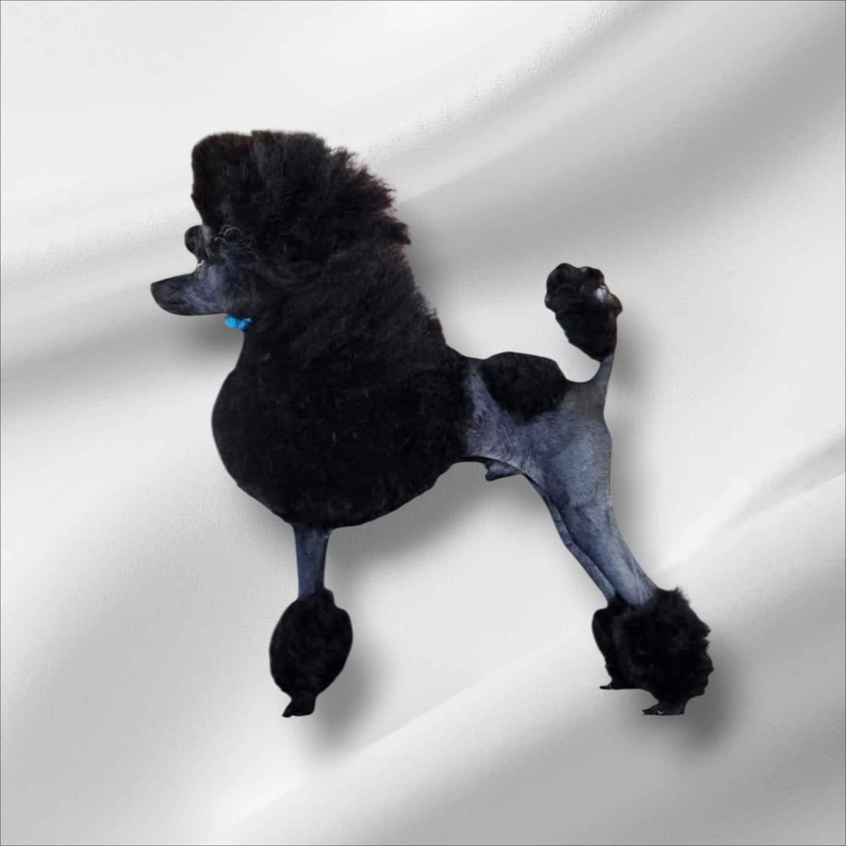 Simply Poodle AKC Toy breeder image 13
