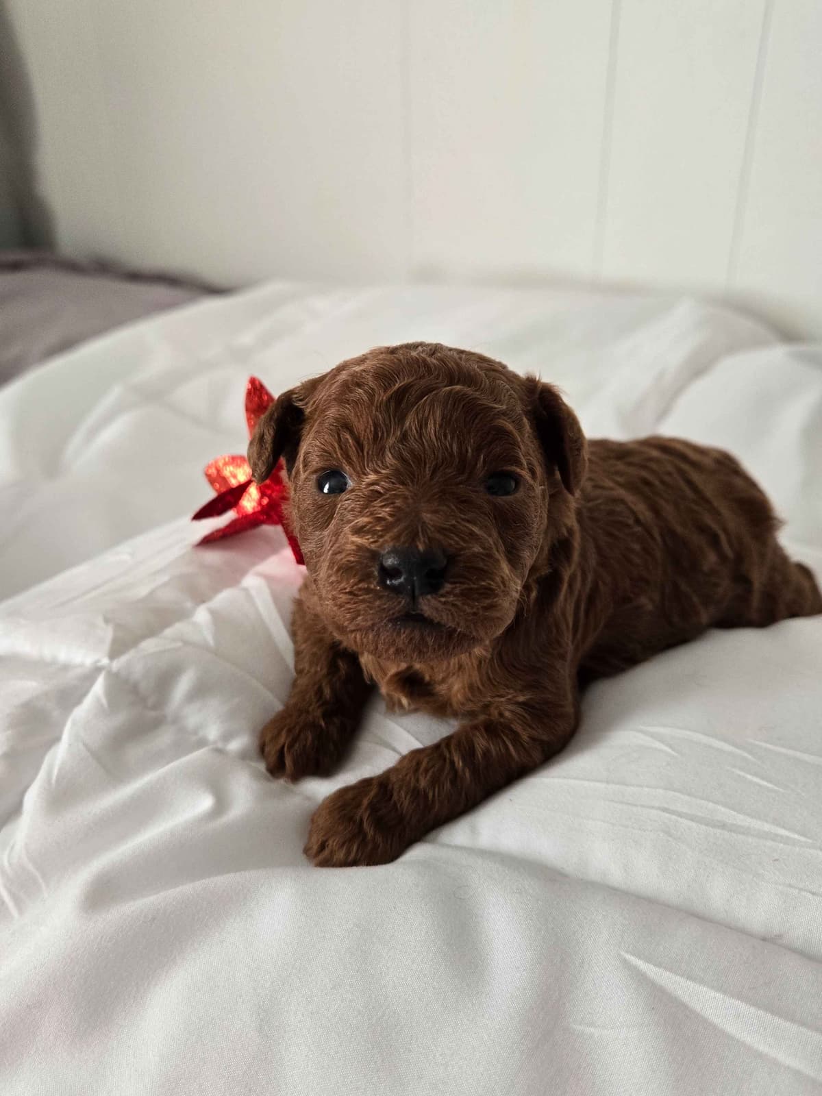 Simply Poodle AKC Toy breeder image 16