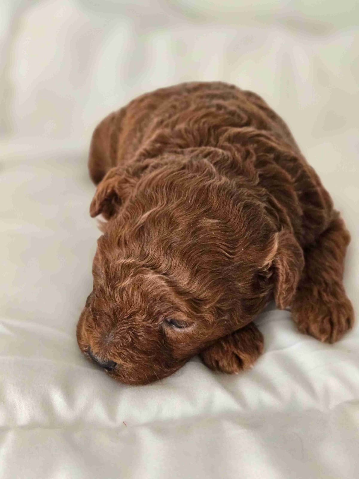 Simply Poodle AKC Toy breeder image 18