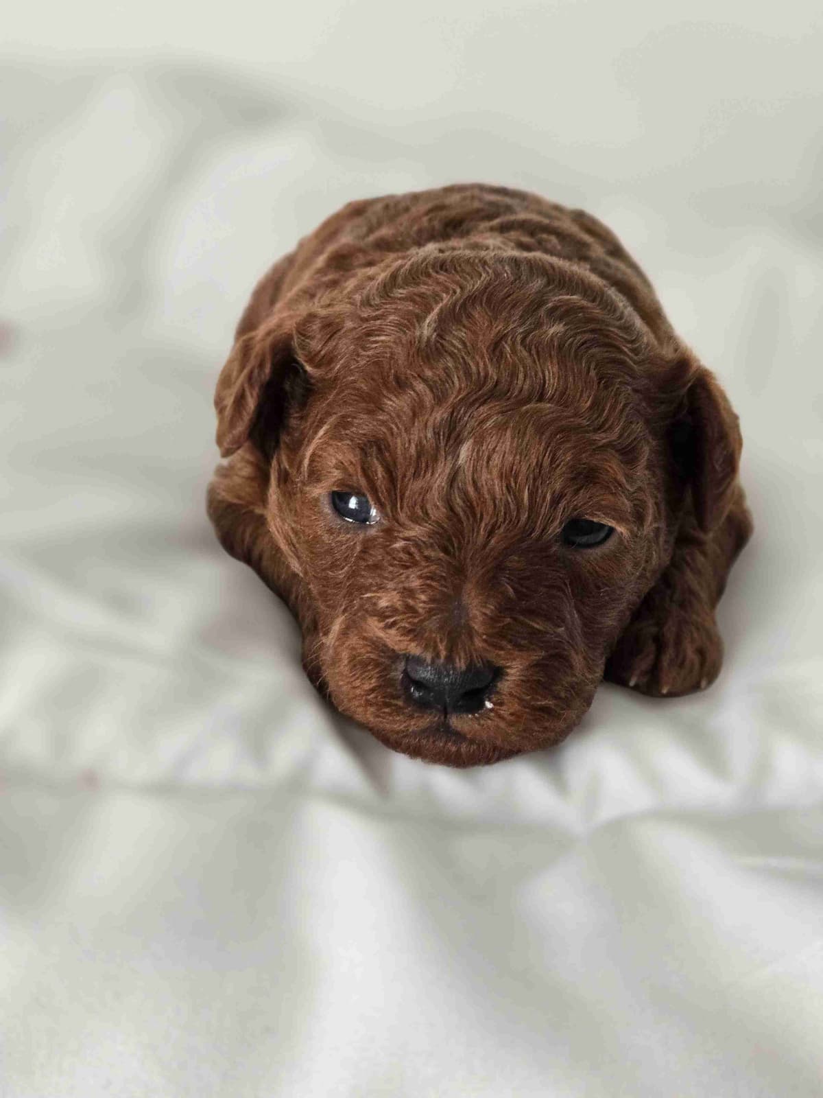 Simply Poodle AKC Toy breeder image 17