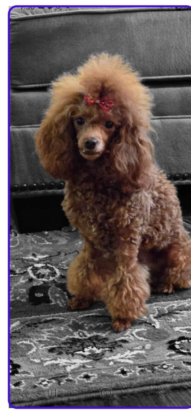Simply Poodle AKC Toy media 5