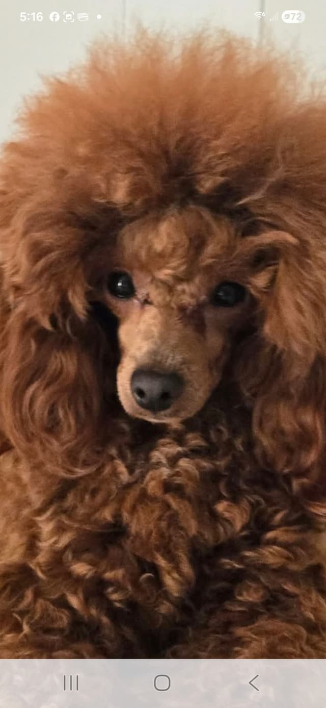 Simply Poodle AKC Toy media 3