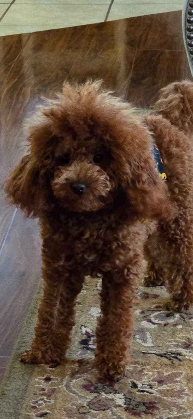 Simply Poodle AKC Toy media 4
