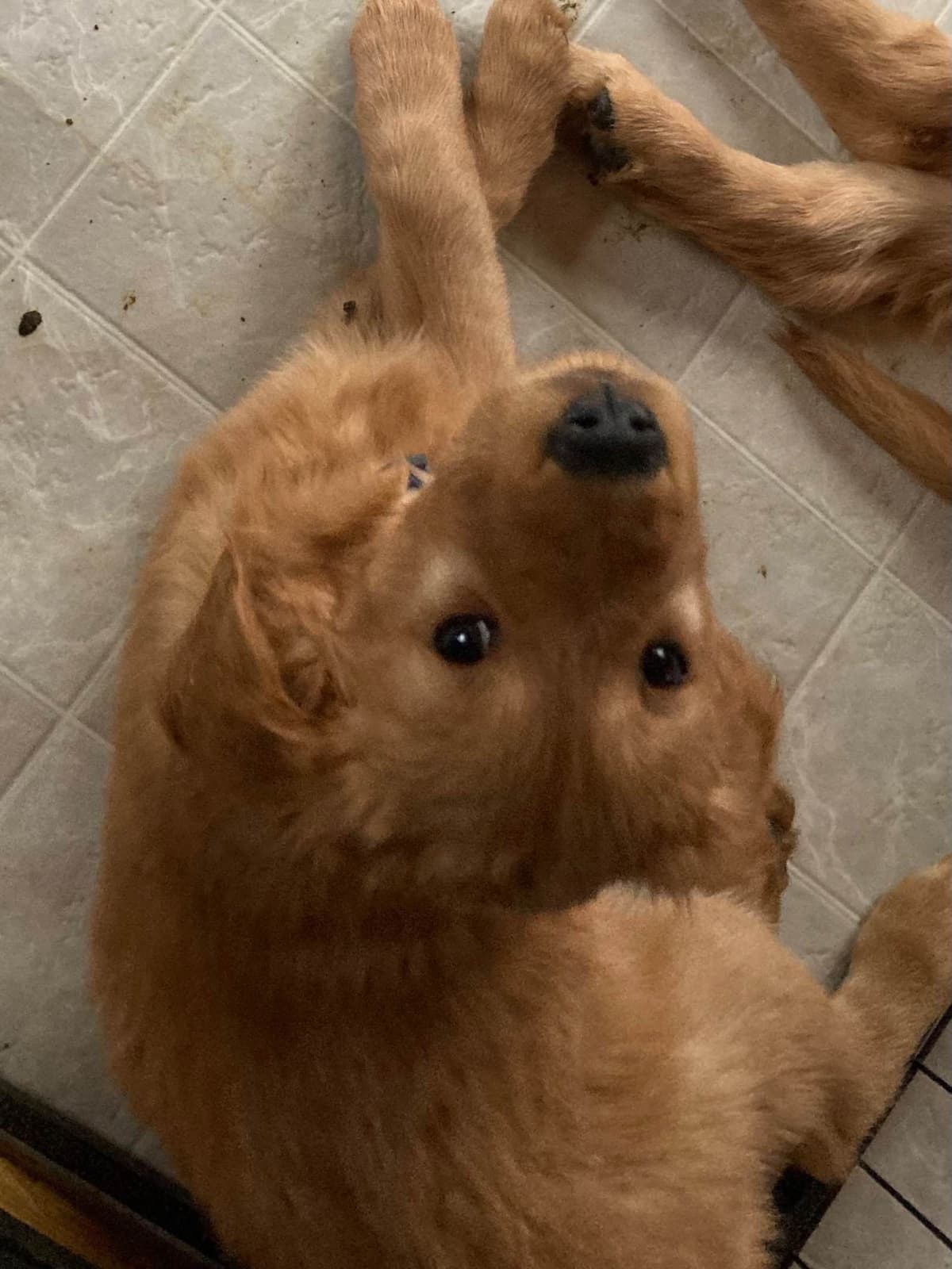 Golden Retriever Puppy breeder image 1