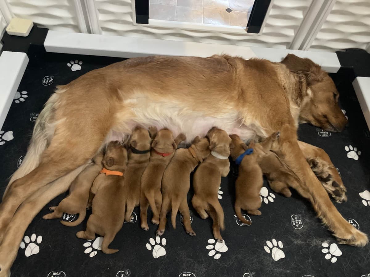Golden Retriever Puppy breeder image 3