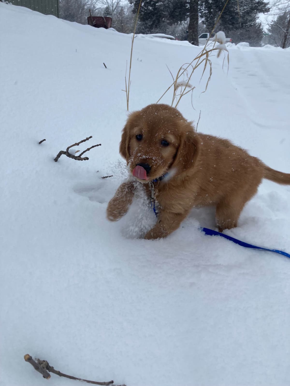 Golden Retriever Puppy breeder image 4