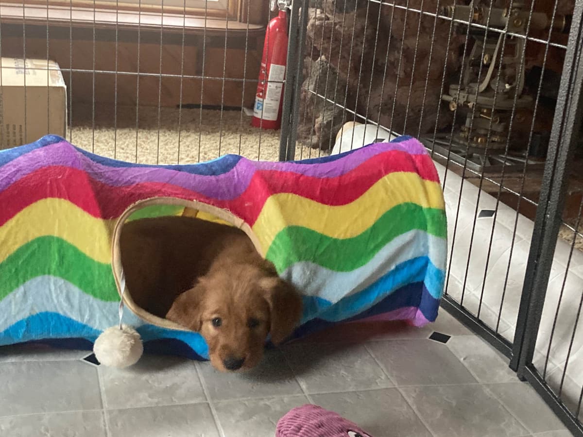 Golden Retriever Puppy breeder image 5