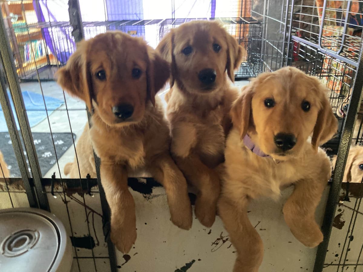 Golden Retriever Puppy breeder image 6