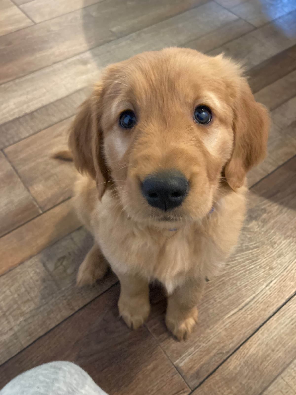 Golden Retriever Puppy breeder image 7