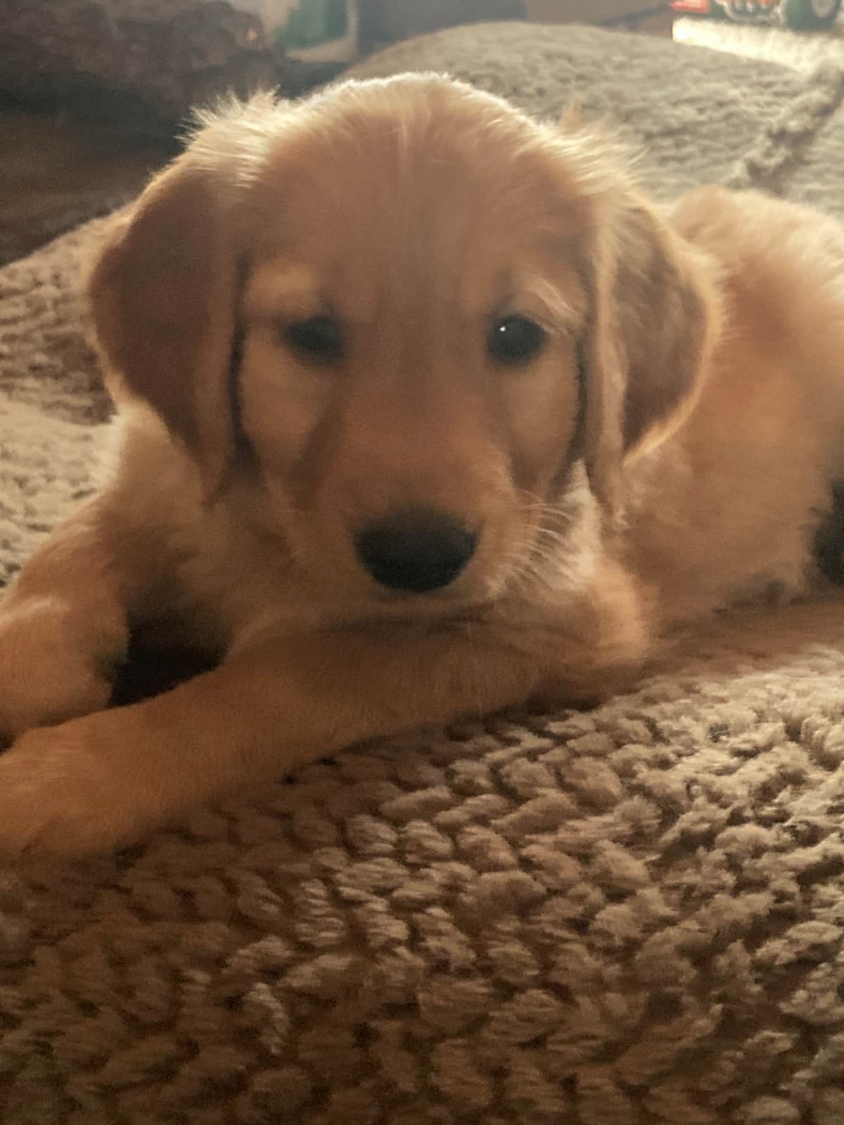 Golden Retriever Puppy breeder image 8