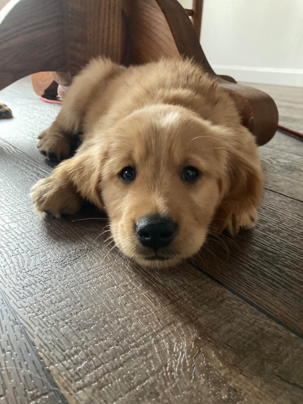 Golden Retriever Puppy breeder image 9