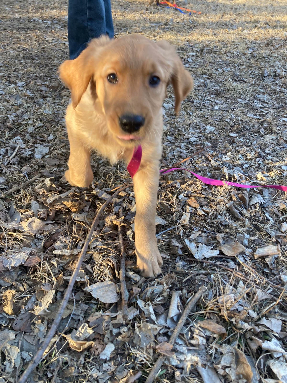 Golden Retriever Puppy breeder image 11
