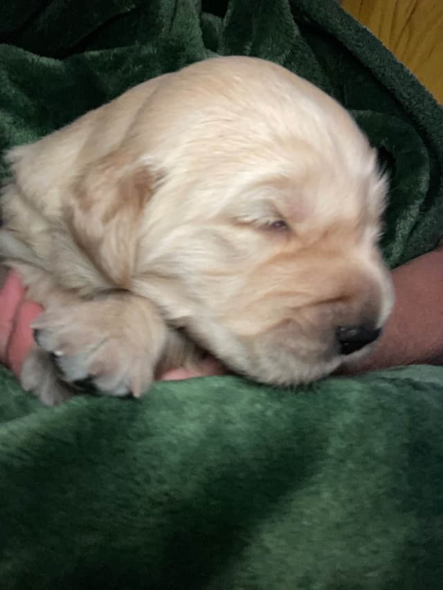 Golden Retriever Puppy media 2