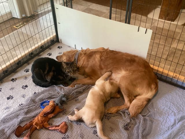 Golden Retriever Puppy media 4