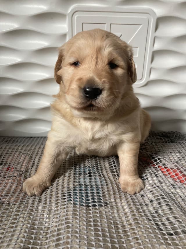 Golden Retriever Puppy media 5