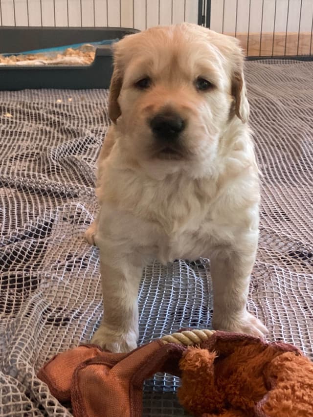 Golden Retriever Puppy media 6