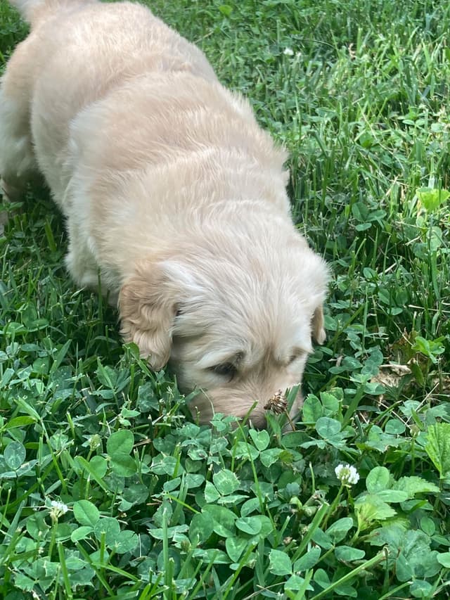 Golden Retriever Puppy media 7