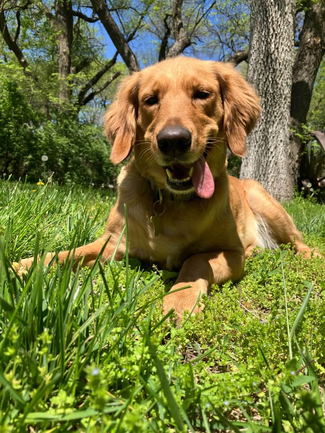 Golden Retriever Puppy media 9