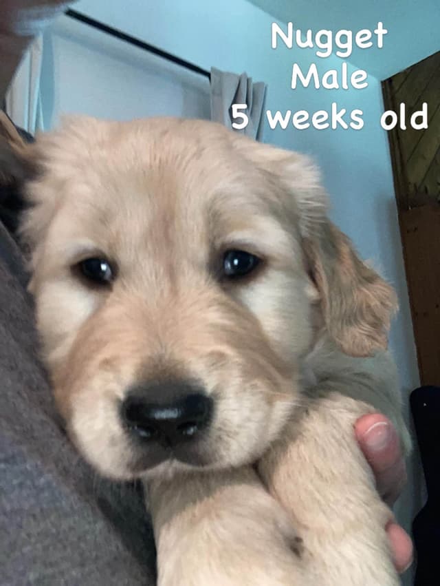 Golden Retriever Puppy media 10