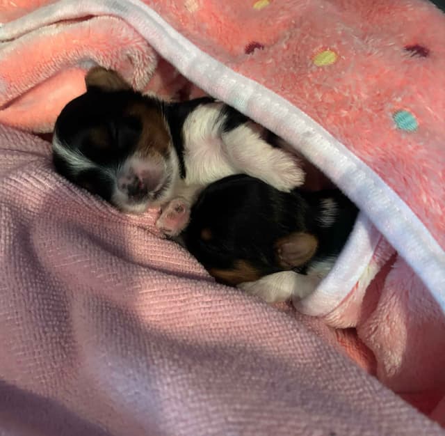 Biewer Terrier Puppies media 2