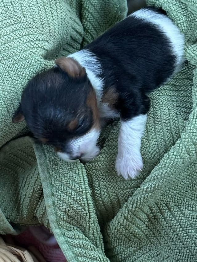 Biewer Terrier Puppies media 4