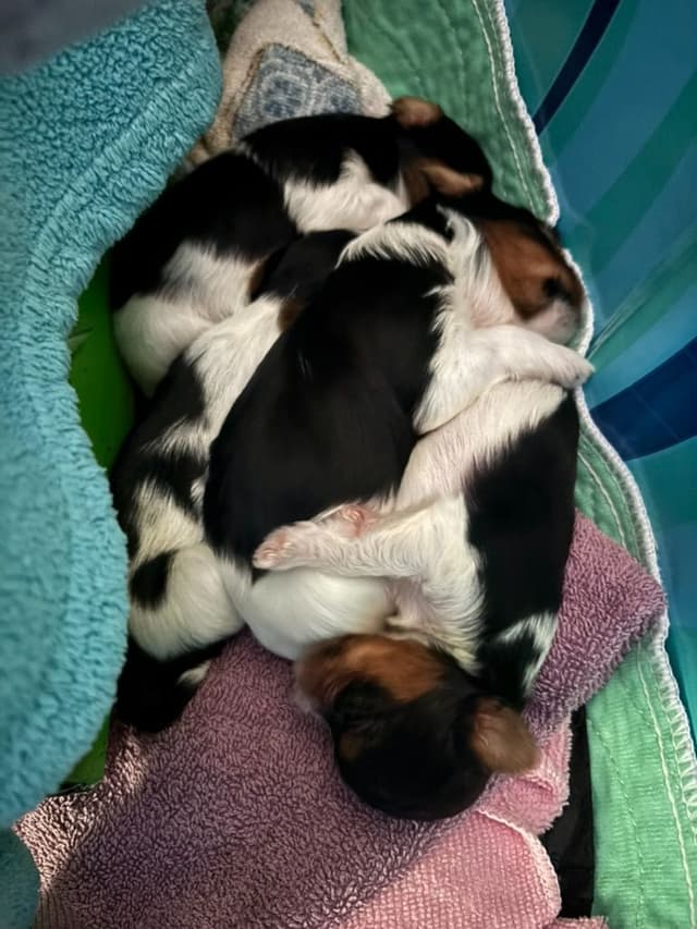 Biewer Terrier Puppies media 5