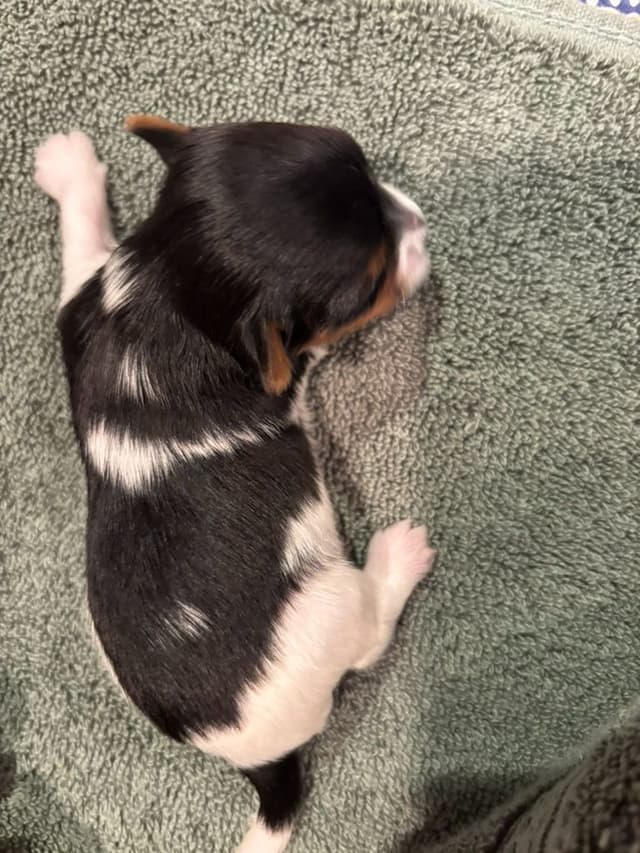 Biewer Terrier Puppies media 6