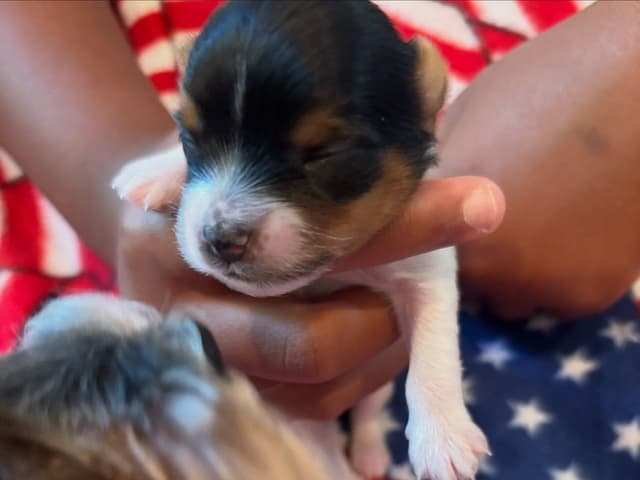 Biewer Terrier Puppies media 9