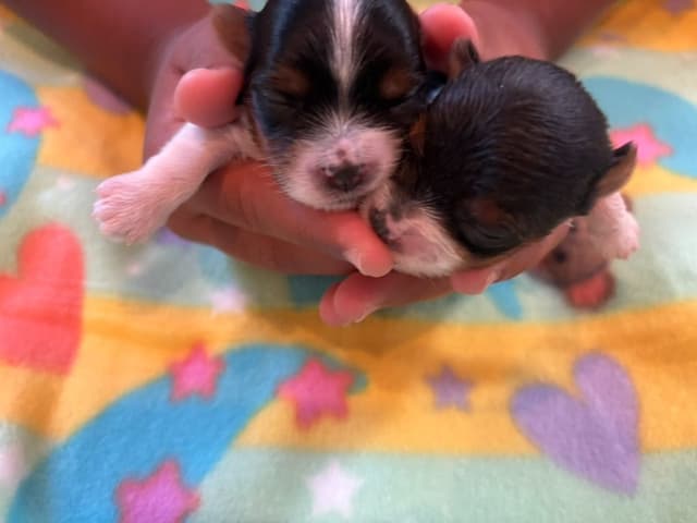 Biewer Terrier Puppies media 10