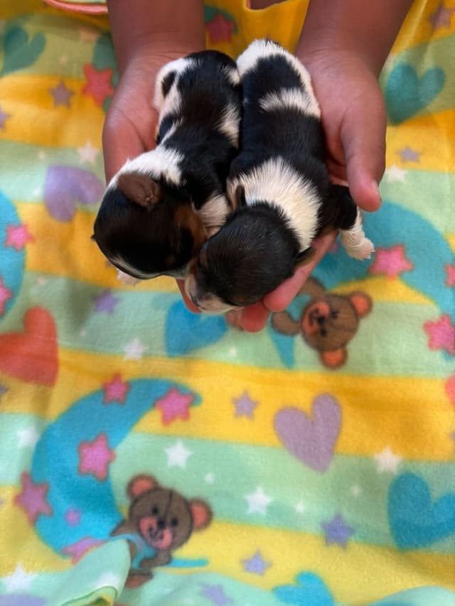 Biewer Terrier Puppies media 11