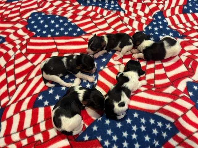 Biewer Terrier Puppies media 12