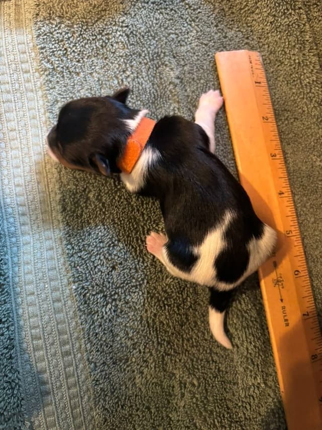 Biewer Terrier Puppies media 13