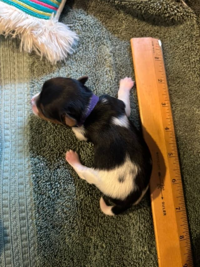 Biewer Terrier Puppies media 14