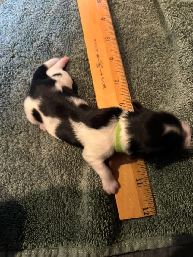 Biewer Terrier Puppies media 15
