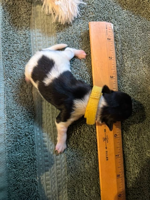 Biewer Terrier Puppies media 16