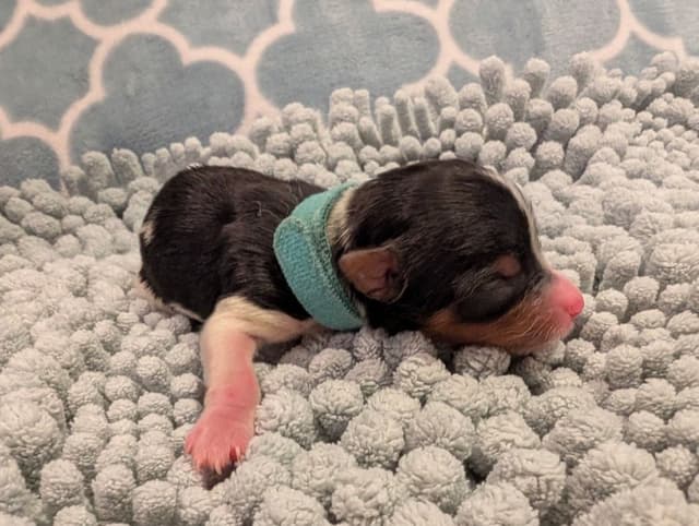 Biewer Terrier Puppies media 17