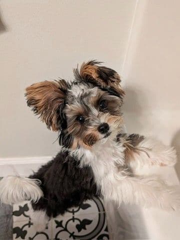 Biewer Terrier Puppies media 20