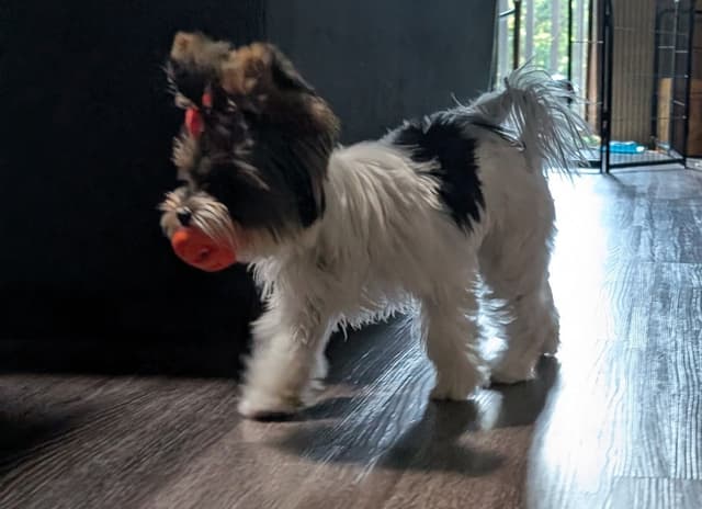 Biewer Terrier Puppies media 21