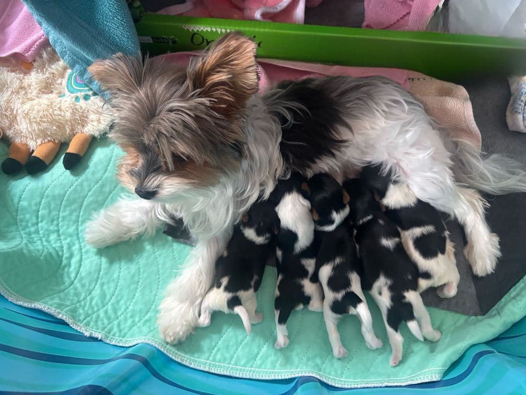 Biewer Terrier Puppies breeder image 2
