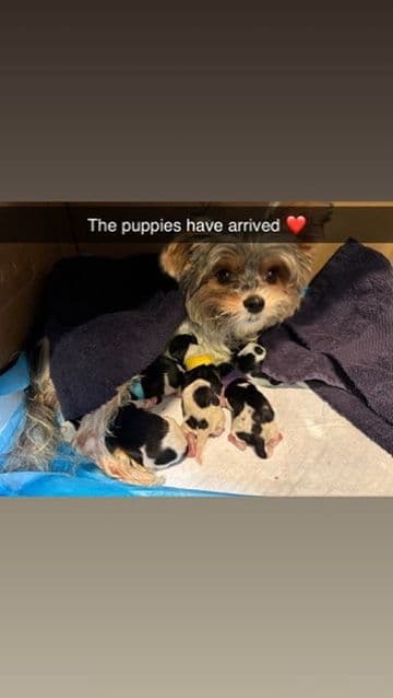 Biewer Terrier Puppies breeder image 1