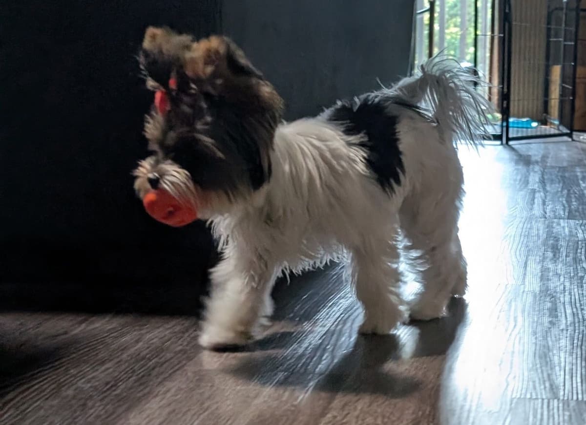 Biewer Terrier Puppies breeder image 8