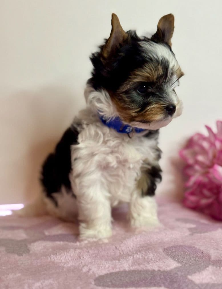 Biewer Terrier Puppies breeder image 9
