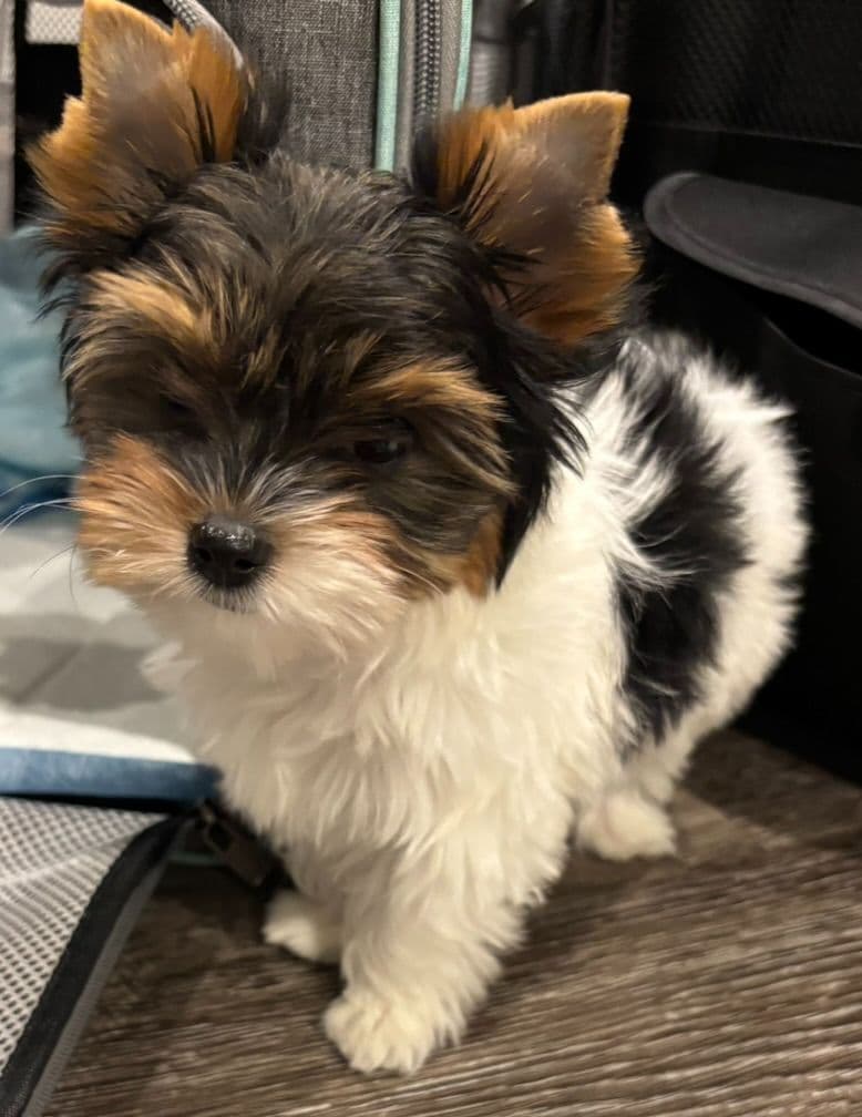 Biewer Terrier Puppies breeder image 12