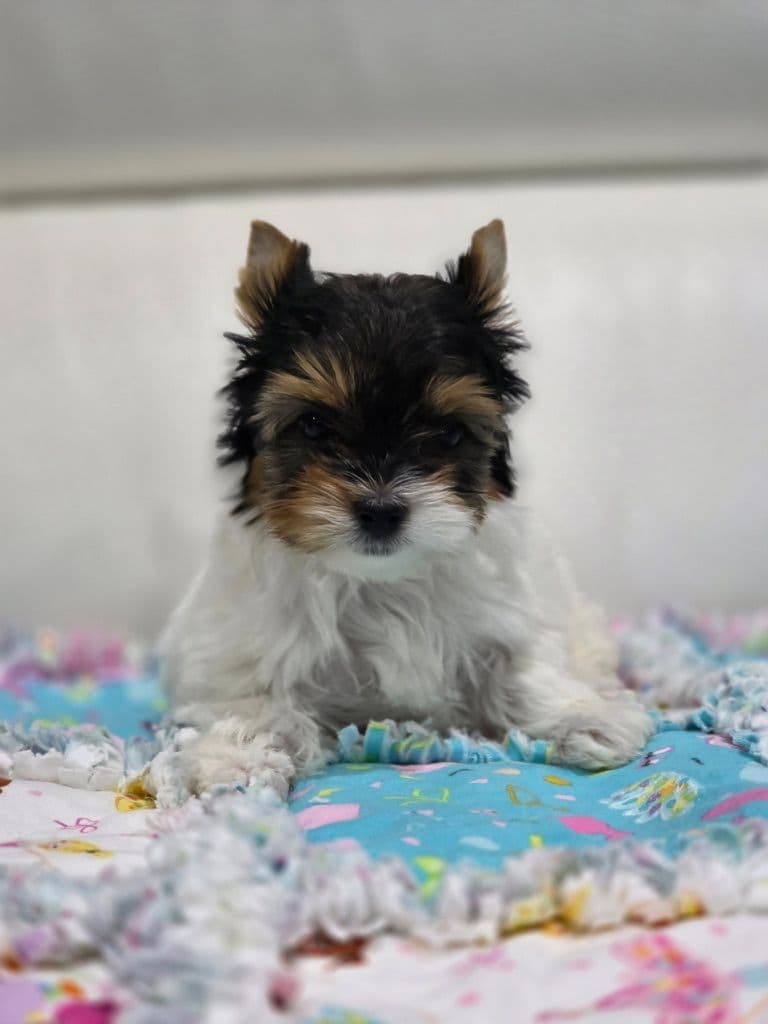 Biewer Terrier Puppies breeder image 13