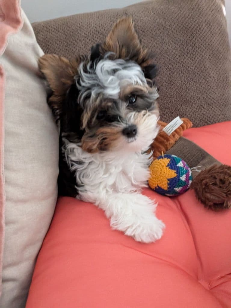 Biewer Terrier Puppies breeder image 14