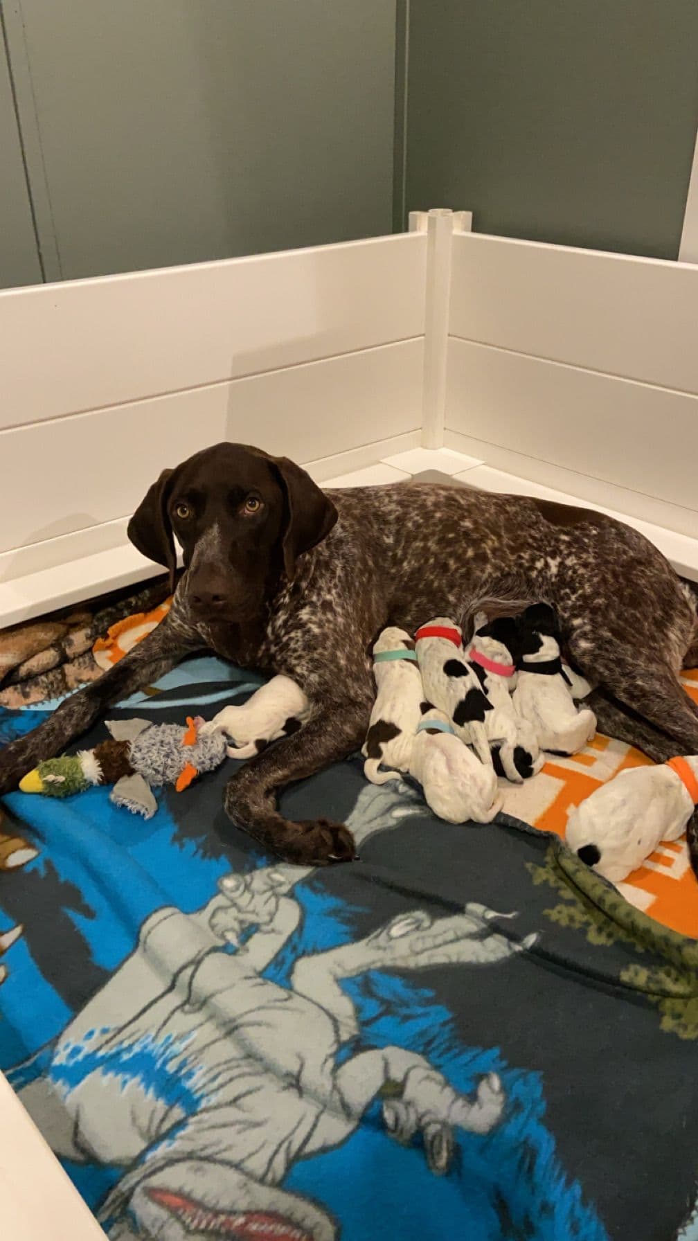 German Shorthaired Pointer Puppies breeder image 7
