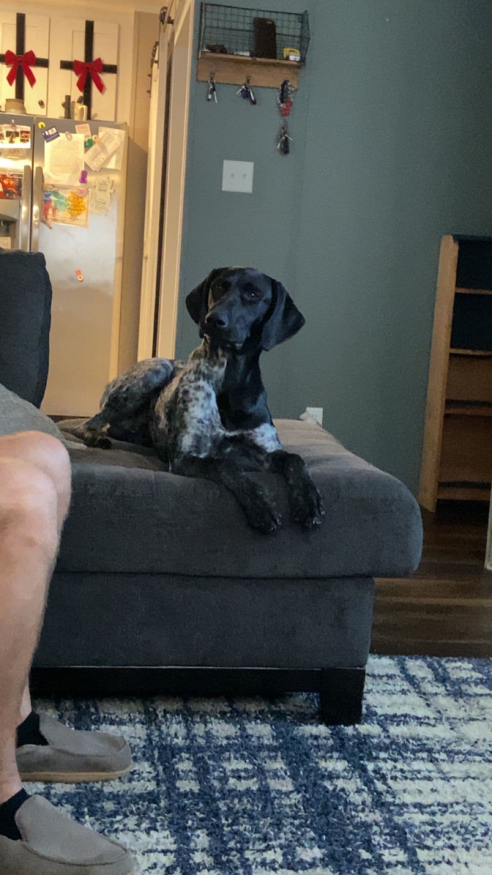 German Shorthaired Pointer Puppies breeder image 11